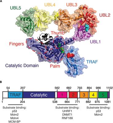 USP7 Is a Master Regulator of Genome Stability